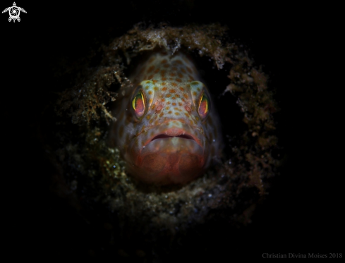 A Grouper