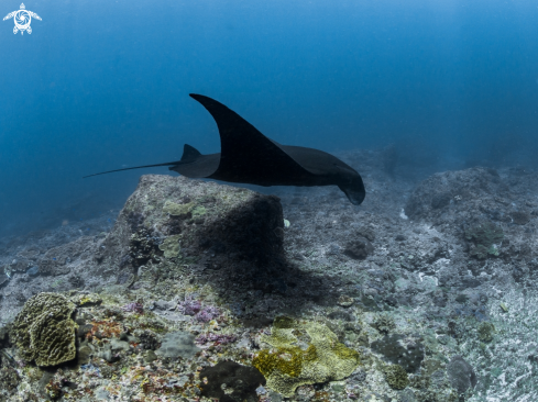 A Manta Ray