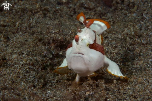 A Warty Frogfish (Antennarius maculatus), juvenile