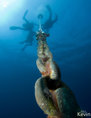 A underwater creature