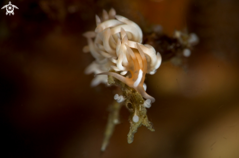 A Nudibranch Caloria sp.