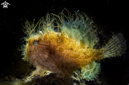 A Hairy frogfish