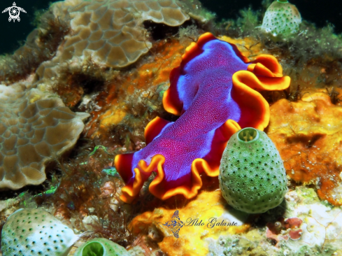 A Fuchsia Flatworm