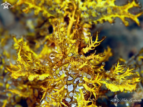 A Rhinopias frondosa | Weedy Scorpionfish.