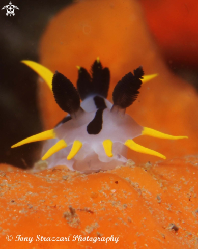 A Polycera capensis | Punk polycera