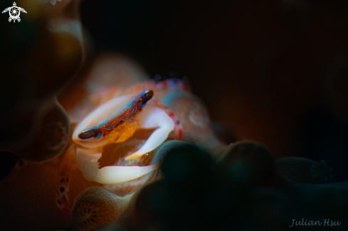 A Tetralia nigrolineata | Coral crab