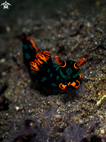 A Nembrotha kubaryana | Nudibranch