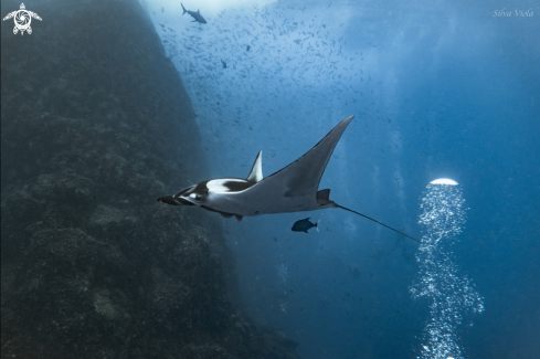 A Mobula Birostris | Giant Oceanic Manta