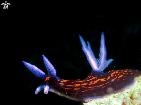 A roboastra gracilis | roboastra gracilis