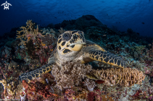 A Green Turtle