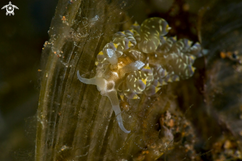 A Nudibranch Baeolidia moebii