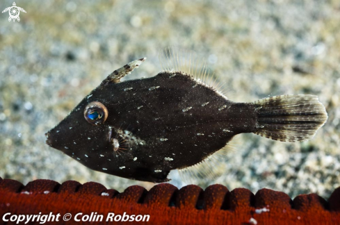 A reef fish