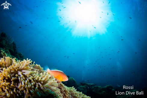 A Amphiprion sandaracinos | Clownfish