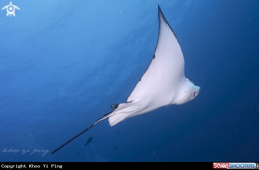 A Cownose ray