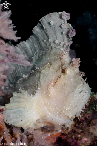 A Taenianotus triacanthus | Leaf scorpionfish