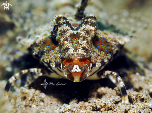 A Dactylopus kuiteri  | Kuiter's Dragonet 