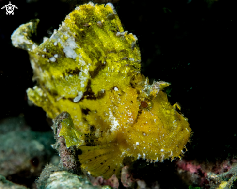 A Taenianotus triacanthus | Leaf scorpionfish