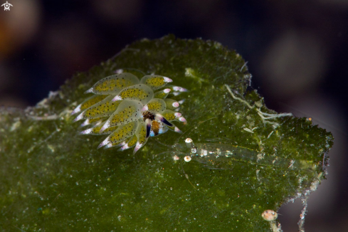 A Nudibranch  Costasiella kuroshimae