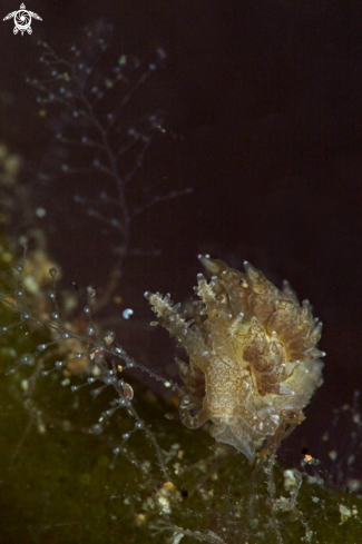 A Nudibranch  species of Baeolidia