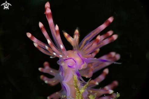 A Nudibranch Coryphellina rubrolineata