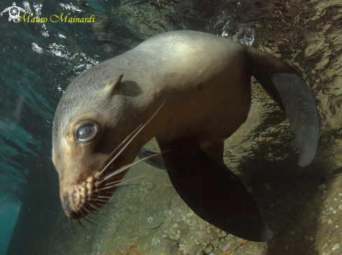 A Sea lion