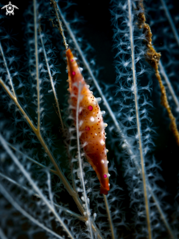 A Allied Cowry