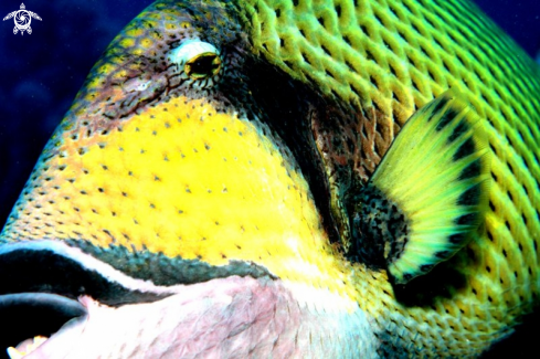 A Parrot Fish follwing us .Mauritius