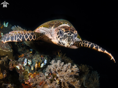 A sea turtle