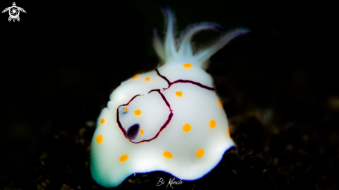 A Nudibranch 