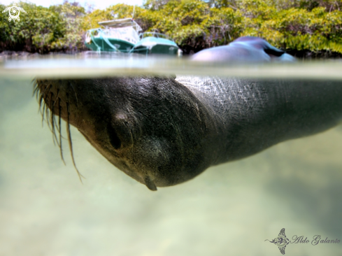 A Zalophus wollebaeki |  Galápagos Sea Lion 