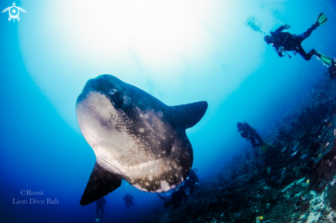 A Mola mola