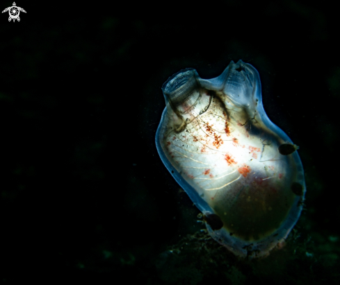 A Gasmantle Sea squirt