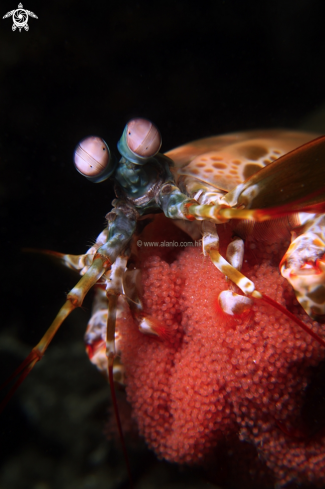 A mantis shrimp