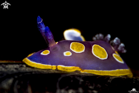 A chromodoris luteorosea | chromodoris luteorosea