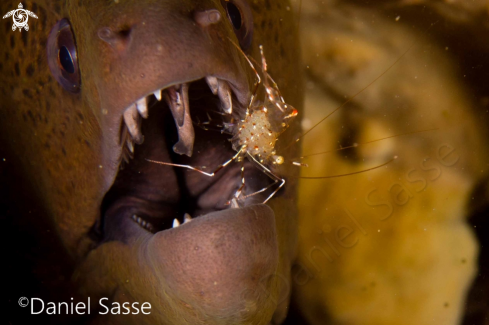 A (Urocaridella antonbruunii) (Gymnothorax javanicus) | Transparent Cleaner Shrimp pregnant and Giant Moray