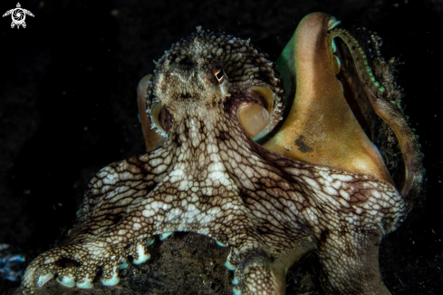 A Amphioctopus marginatus, | Coconut octopus