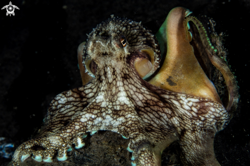 A Coconut octopus