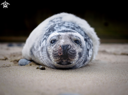 A Halichoerus grypus | Grey Seal (pup)