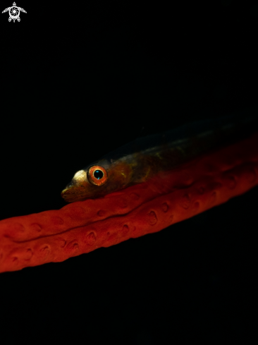 A Goby on whip coral
