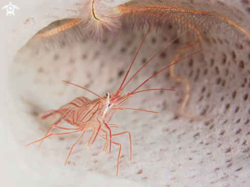 A Peppermint Shrimp