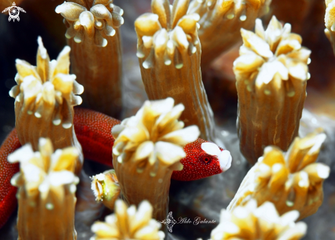 A Braun's Pughead Pipefish - Galaxea Pipefish