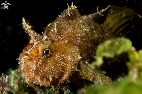 A Randall's frogfish