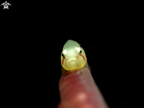 A Goby