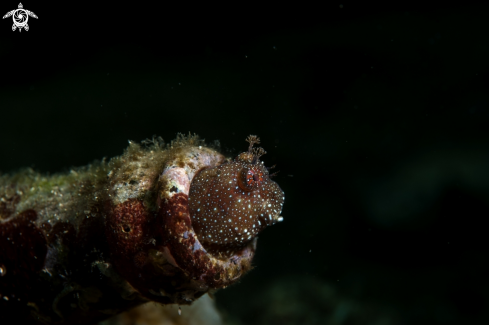 A Blenny 