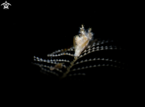 A Nudibranch 