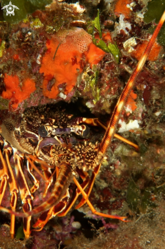 A Palinurus elephas | Aragosta