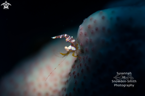 A Thor amboinensis | Sexy Shrimp