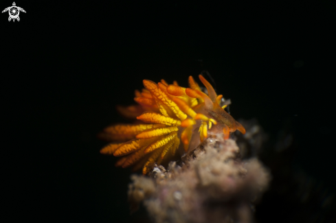 A Nudibranch 