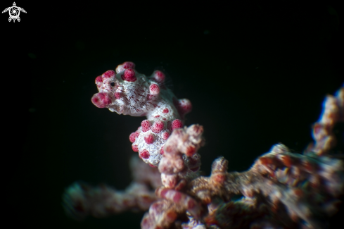 A Pygmy Seahorse