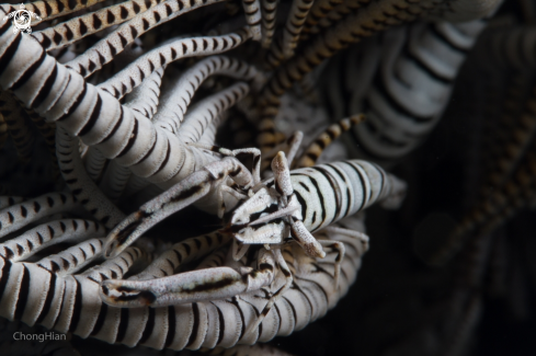 A Crinoid Shrimp